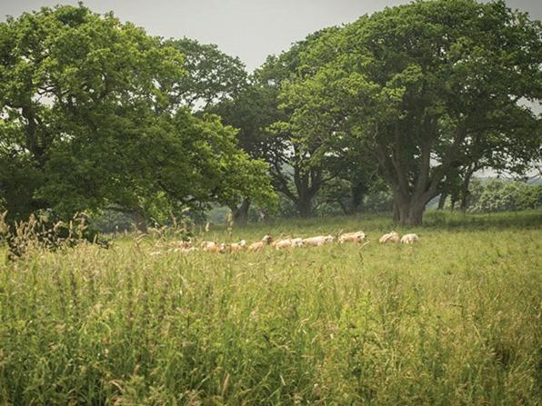 The Walhampton Arms Bed & Breakfast ลีมิงตัน ภายนอก รูปภาพ